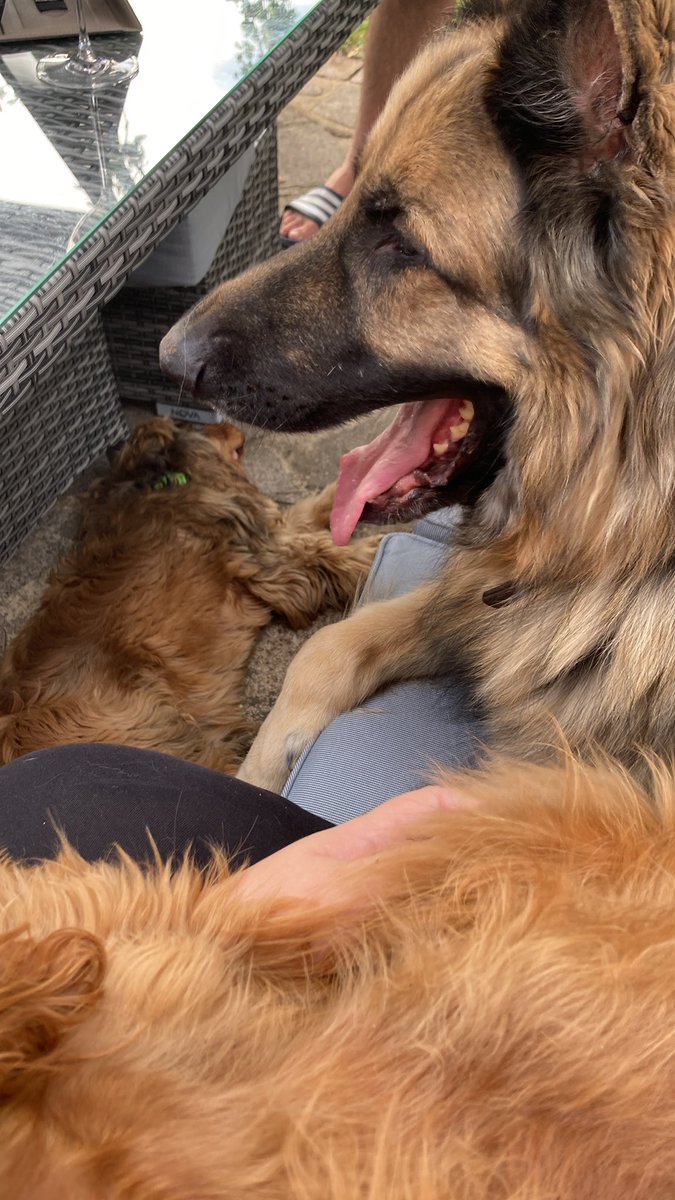 too many dogs