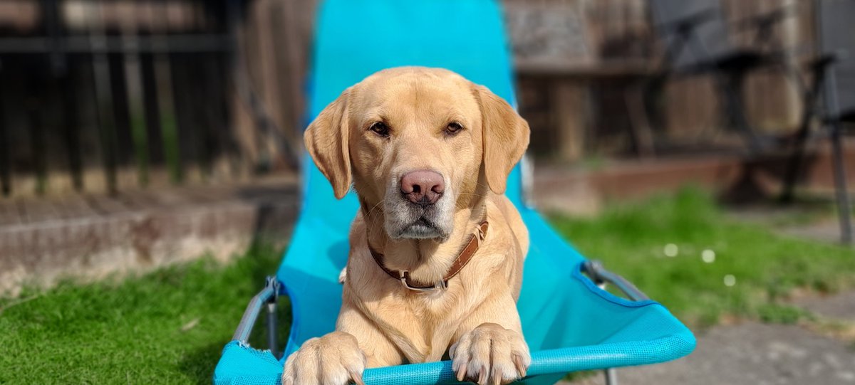 WeeBarkley's tweet photo. #Sunday #Chillout with my pal #sunshine https://t.co/mAkYbG5YZf