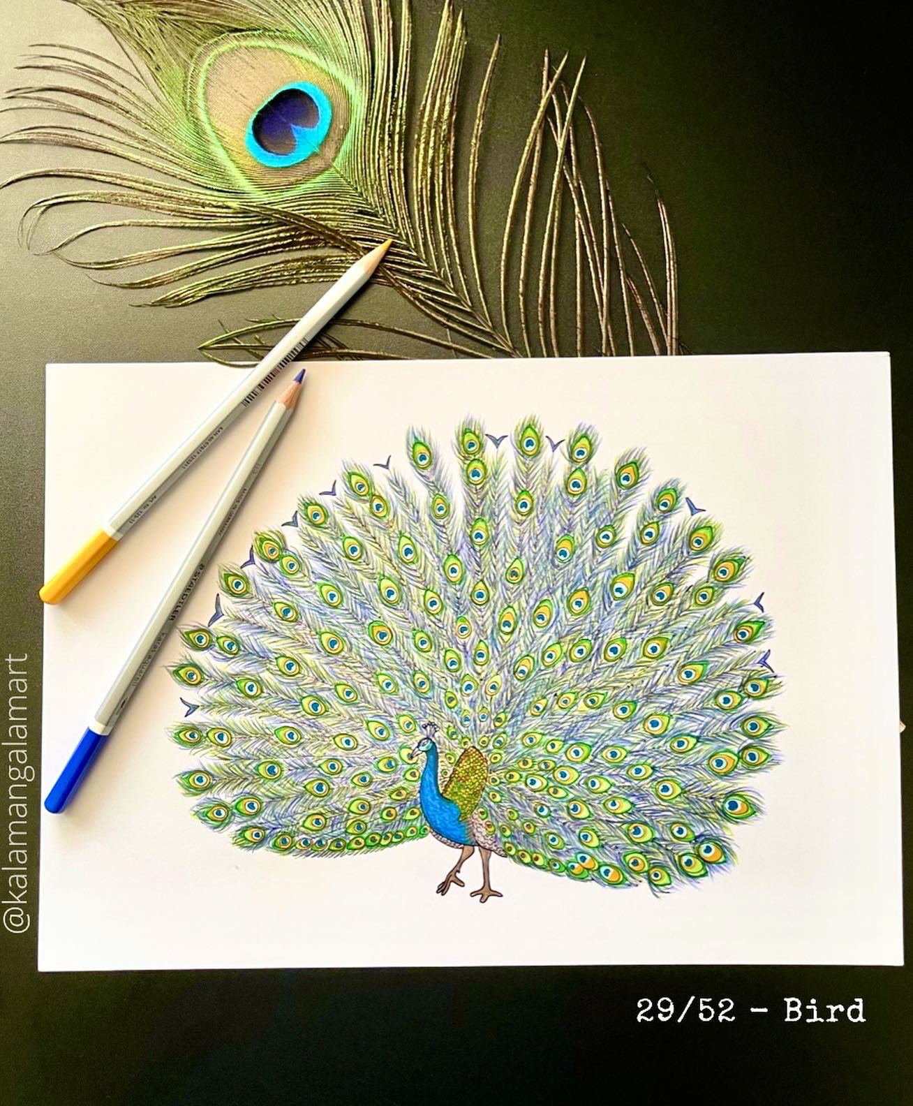 Paintings Group E PEACOCK-The National Bird 2014 – ChildrenArtCONTEST.COM