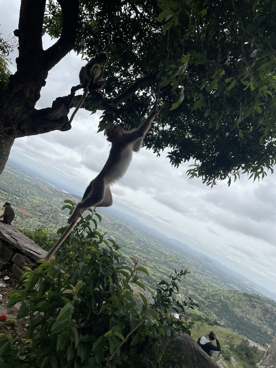 SapOpine's tweet photo. Trekking shenanigans in Bengaluru! 🥾🚶‍♀️😄

#AvalabettaTrek https://t.co/lSxkJGKN7n