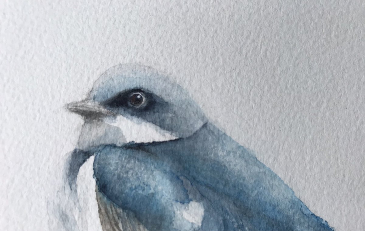 Please allow me to add to that his eyes are slightly deep mahogany due to the reflection of the scenery. #colour_collective 
#drawing #painting #watercolour #illustration #kidlit #treeswallow