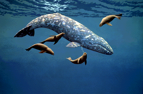 zoophilistfacts's tweet photo. California gray whales were thought to number approximately 20,000 in 1847, and then were hunted until they were thought to be extinct in the 1920s. Since then the species has recovered under protective legislation, and its population has been estimated to be more than 26,000. https://t.co/vWiR82aZKV