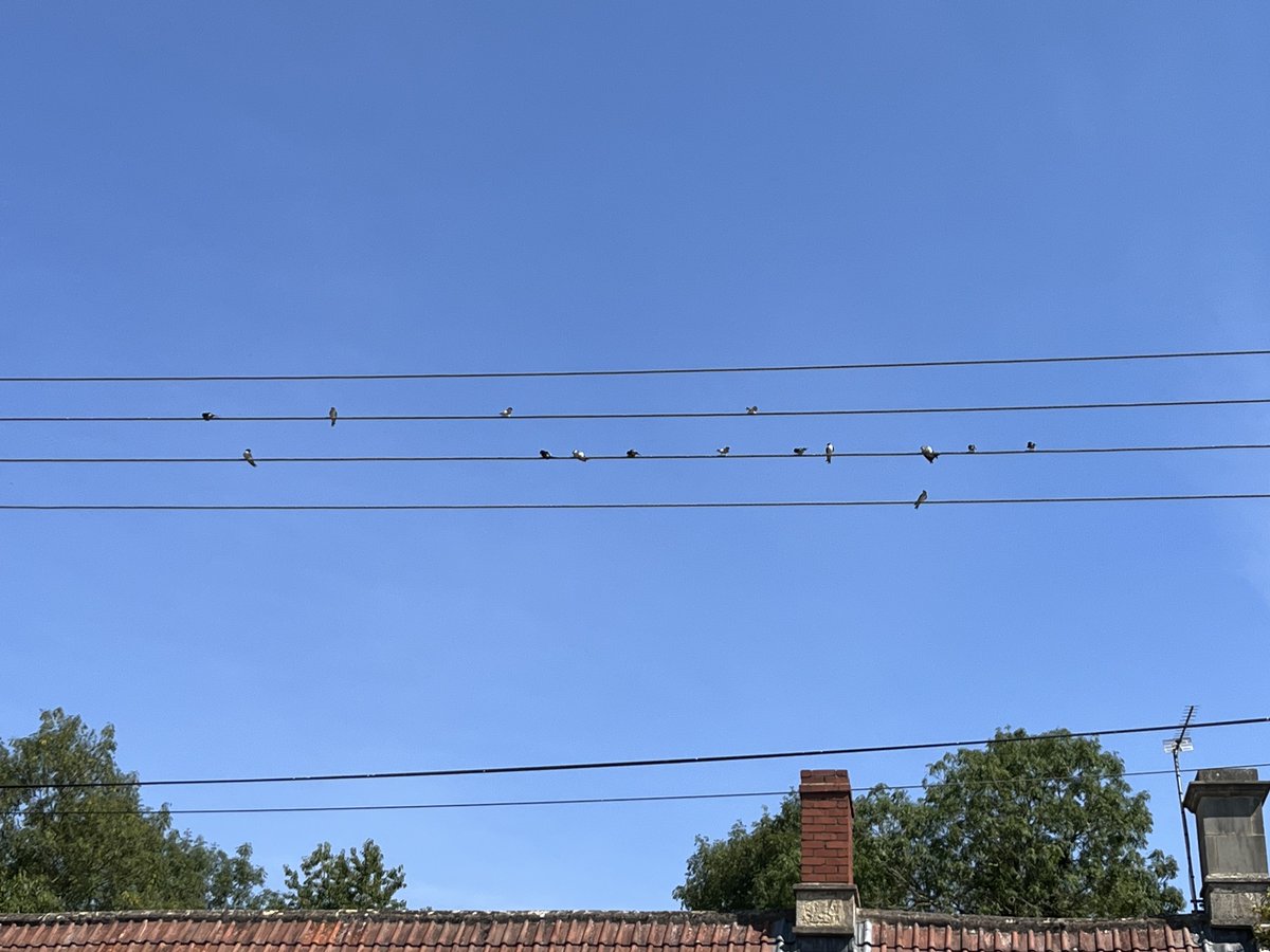 moononthebones's tweet photo. Fledging day! Immediately set into making music. Name that tune? https://t.co/UlH56tzdGg