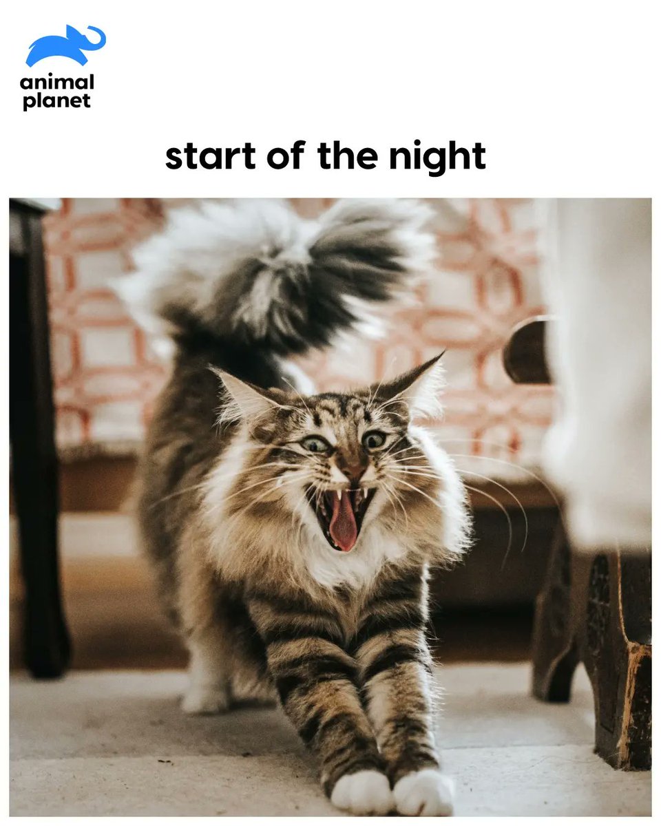 AnimalPlanetIn's tweet photo. Party animals, did we get it right or did we get it right?

#animalplanetindia #animalplanet #animals #animallovers #animalmemes #partymemes #saturdaynight https://t.co/aRlFE0e0Oi