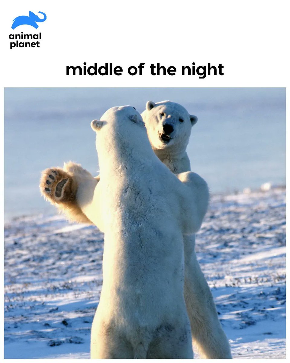 AnimalPlanetIn's tweet photo. Party animals, did we get it right or did we get it right?

#animalplanetindia #animalplanet #animals #animallovers #animalmemes #partymemes #saturdaynight https://t.co/aRlFE0e0Oi