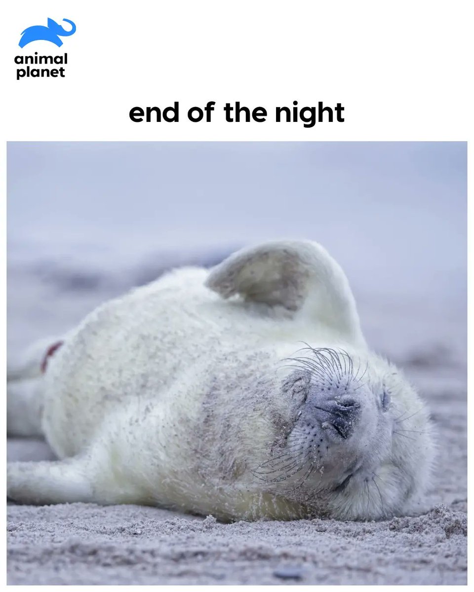 AnimalPlanetIn's tweet photo. Party animals, did we get it right or did we get it right?

#animalplanetindia #animalplanet #animals #animallovers #animalmemes #partymemes #saturdaynight https://t.co/aRlFE0e0Oi