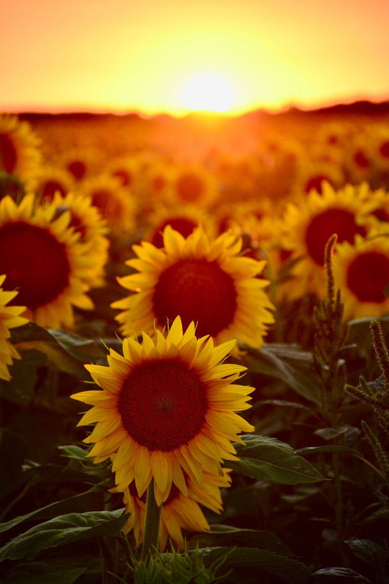 mangadi39's tweet photo. #lato2022#summer2022#słoneczniki#sunflowers#sunflower#zachódsłońca#promieniesłońca#słońce#sunsetlandscape#sunset_sunrise_photogroup#złotagodzina#ourplanetdaily#krajobrazypolskie#landscapephotography#krajobraz#goldenhour#moodynature#composition#widok#scenery#pejzaż#exellent_nature https://t.co/2evznI3yum