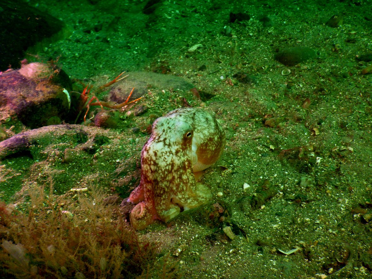 CatrionaHoon's tweet photo. Stunning day out on/in the water yesterday diving with #HISAC in the #FirthofLorn @BSACdivers #scubadiving #Scotland #sealife #Octopus 🥰💧🐙👌🏻😎😃🦀 https://t.co/uc3q6oErMf
