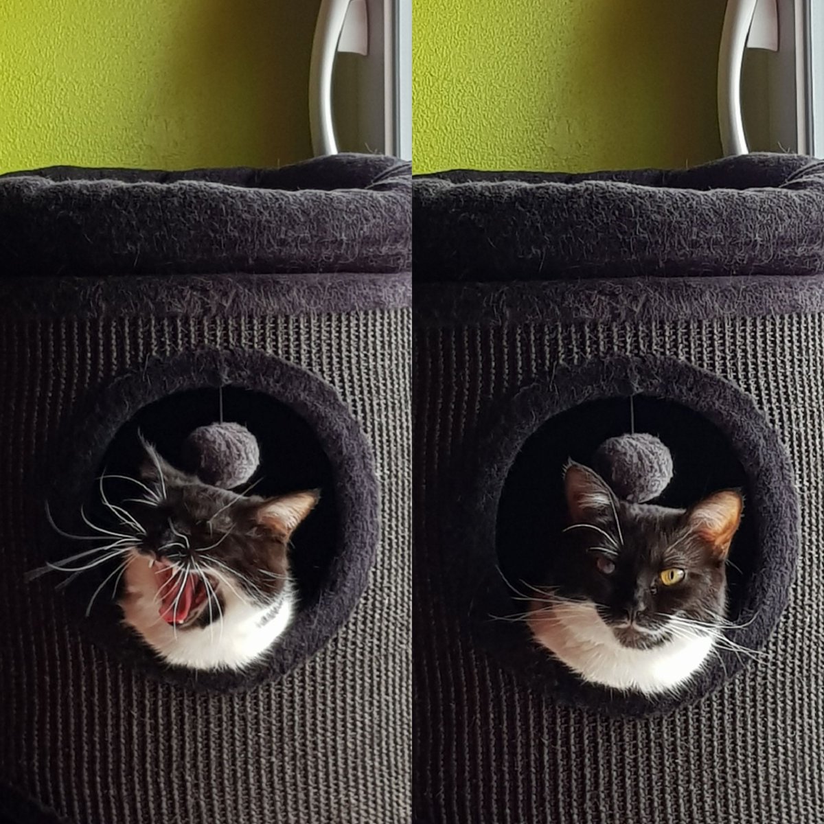 stellart89's tweet photo. C'est dimanche. #Caturday #BlackCat #CatsOfTwitter #cats #blackcats #chatslibres
(ces moustaches qu'elle a... 😂) https://t.co/wwGdOFFDXt