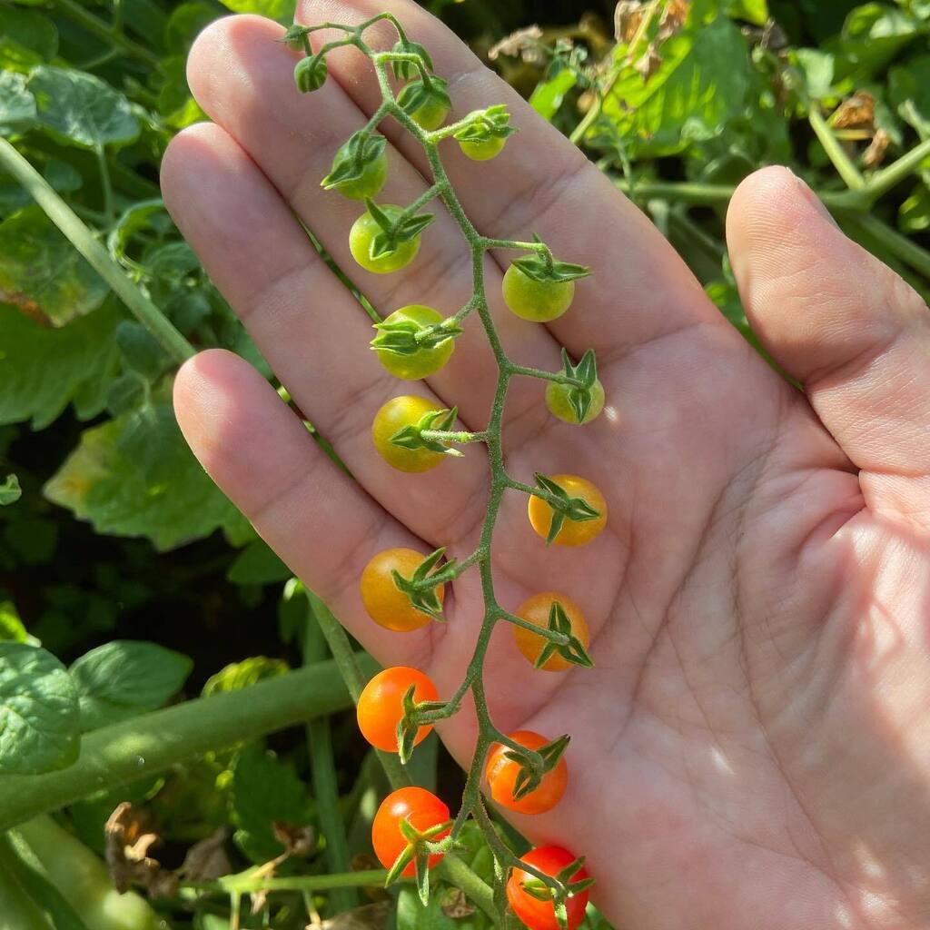 tractorfeed's tweet photo. My garden yielded a beautiful color gradient #tomato #dordogne #vezere https://t.co/WD0w5V4wWe https://t.co/0vWwk5yU6Q