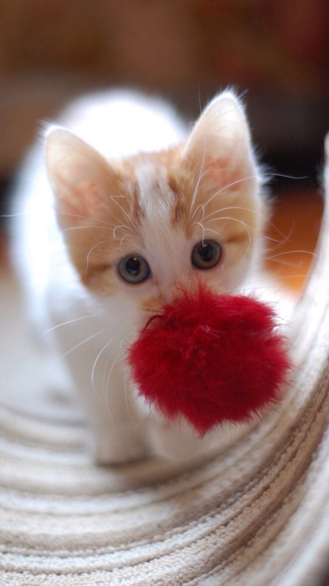 Милые котики