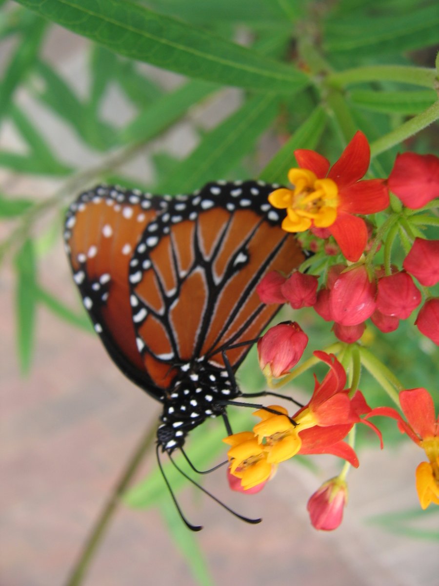 3ShovelsFarm's tweet photo. Hello #sundayfunday!
A fun outing is to a local butterfly show or display. Many public gardens and other organizations have butterfly exhibits where you can interact and learn about these amazing creatures. #buttterflies https://t.co/DdjO1xlZ91