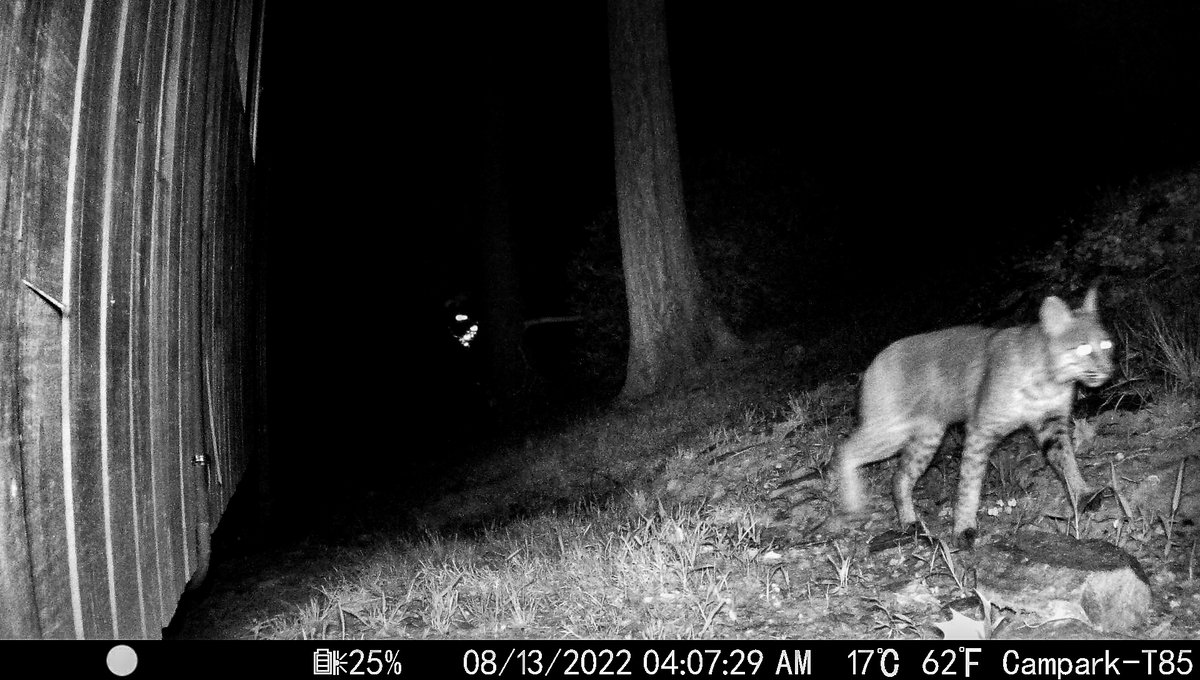 A new friend on the trail cam this week ... big kitty! ;)