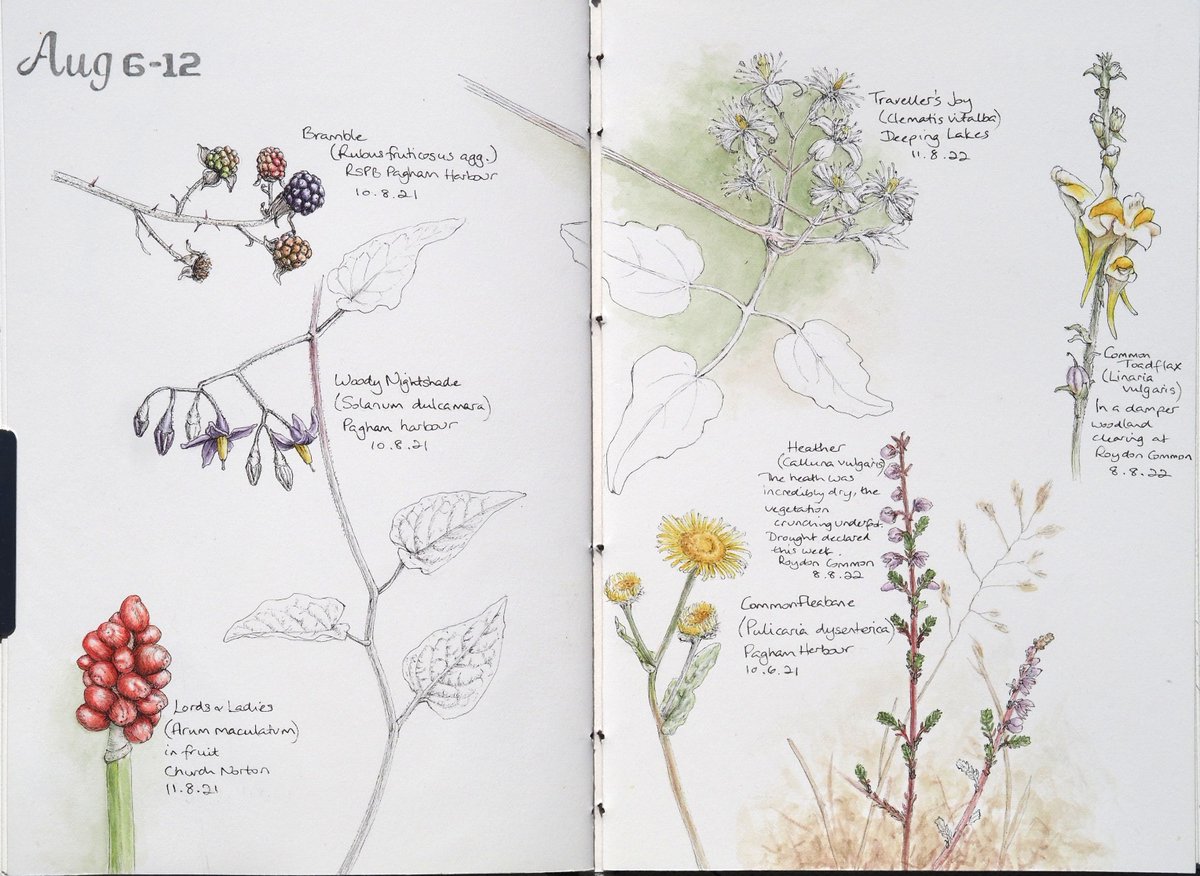 lisajmason's tweet photo. The drought was very evident on my walks this week to find plants to add to my perpetual journal - some flowering heather on a very dry heath, and Common Toadflax and Traveller's Joy flowering in more shaded locations. #wildflowerhour https://t.co/AvIgOBnDud