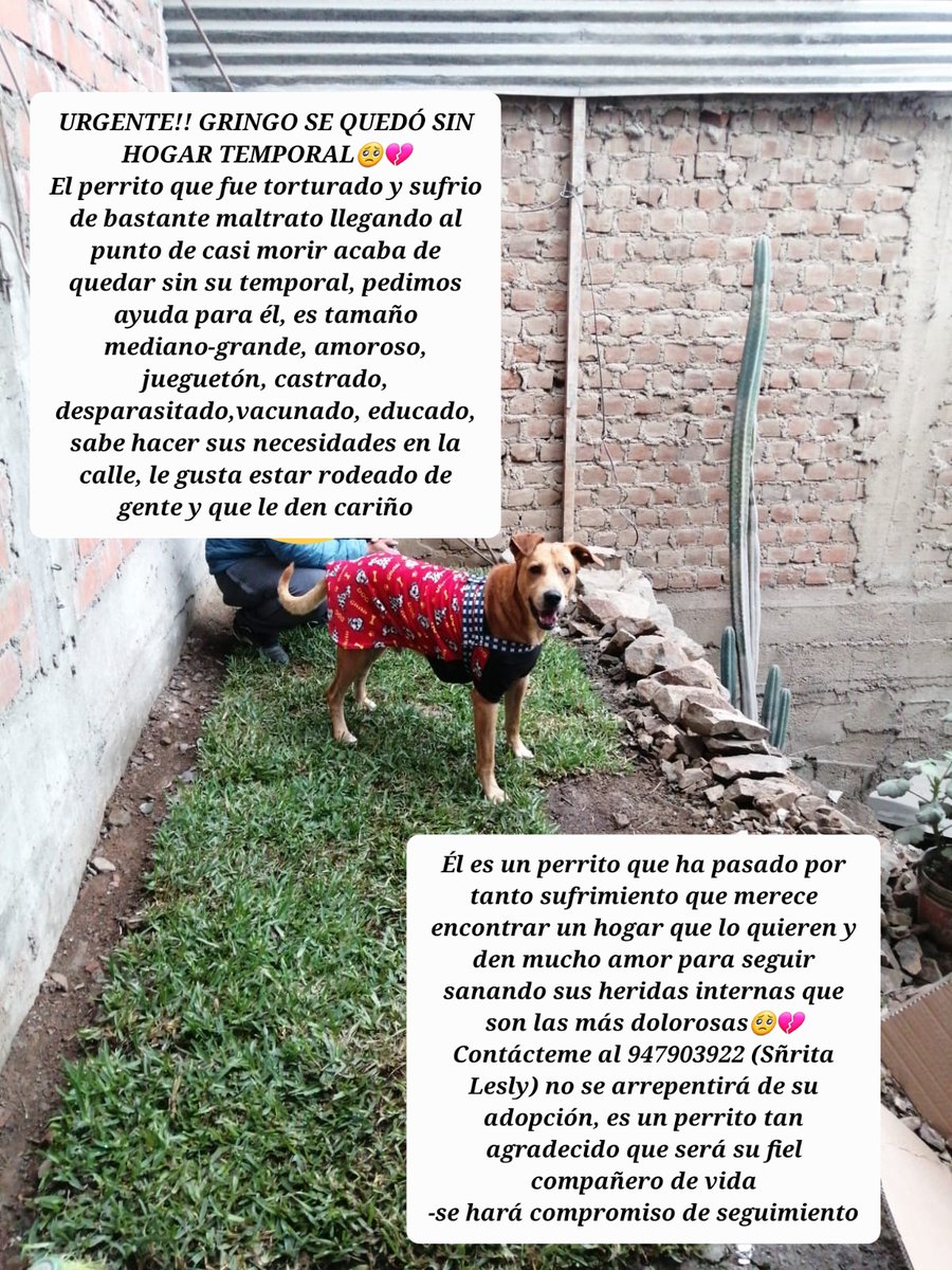 Queen_26a's tweet photo. Para Perú-Lima, pido me ayuden a difundir está publicación, no cuento con un albergue de animales, simplemente me dedico a ayudar de forma personal a aquellos que están en pésimas condiciones y está es la historia de Gringo,un perrito que regreso de la muerte y hoy necesita ayuda https://t.co/MzGtKaizfm