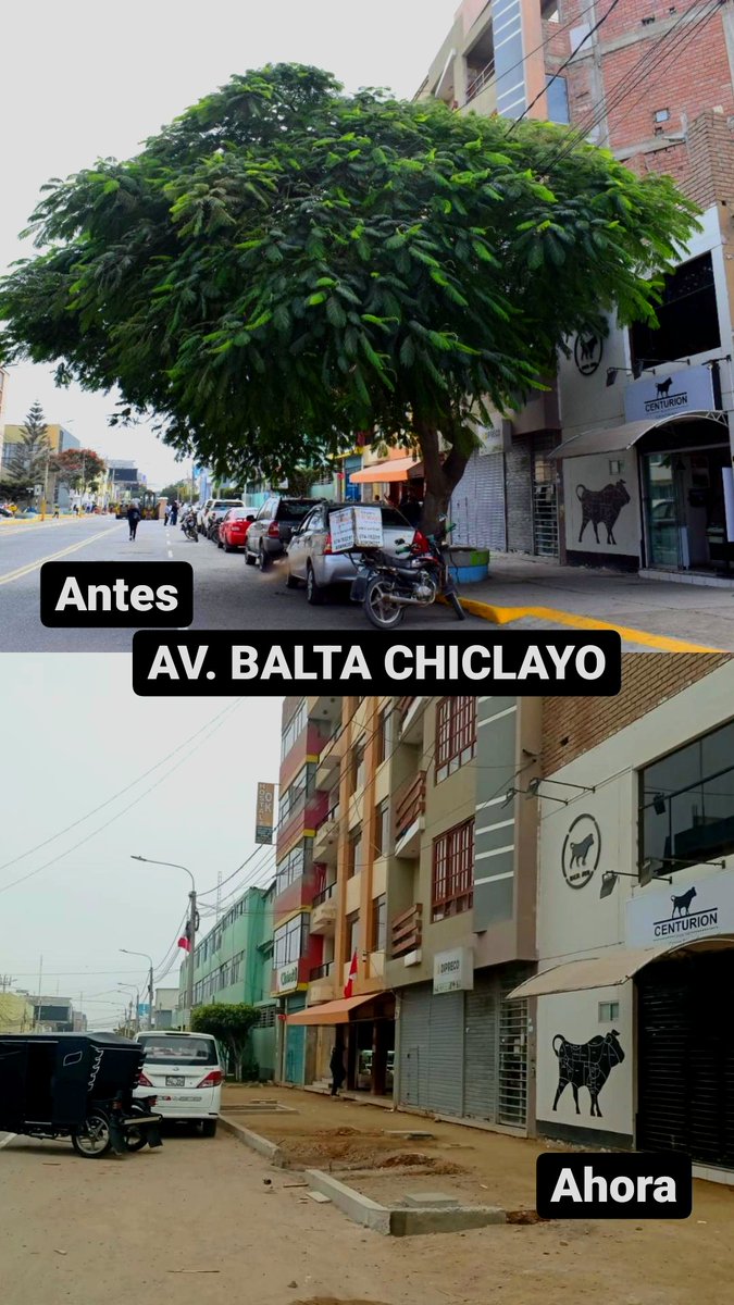 HellenBB2's tweet photo. 🔴#Atentado a la #ecología urbana #Chiclayo, que viene ejecutándose desde  la #MPCH a través de su obra de renovación de veredas en la avenida #Balta. Afectando agresivamente a la fauna silvestre que habitaba en los varios árboles #talados y podados sin criterio técnico alguno. https://t.co/bbR3ujgP27