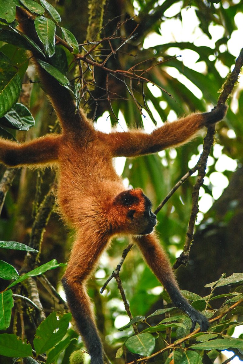 camaquiri's tweet photo. Welcome to Camaquiri Conservation Initiative. We are a conservation protecting many endangered species and an abundance of wildlife. Home to primates, macaws, jaguars, and so much more. See the link in our bio to find out more and how you can get involved! https://t.co/HgZ8U2j4Eo