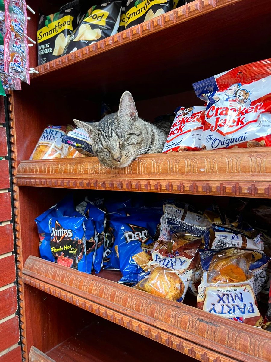 Bodegacats_'s tweet photo. https://t.co/R3sJ7rGYdv