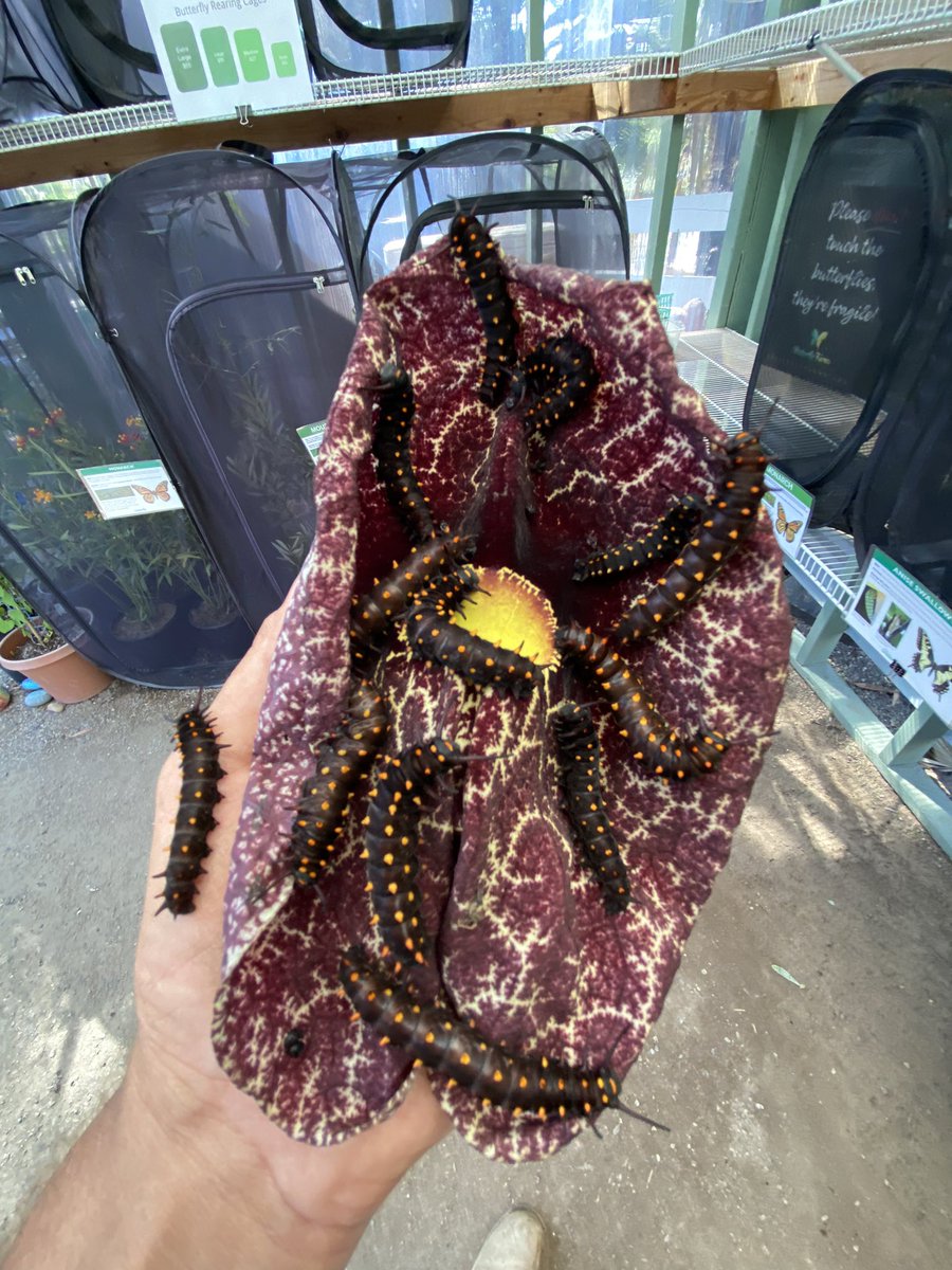 41fowty's tweet photo. Pipevine Swallowtail (Battus Philenor) on Pipevine Elegans x gigantea flowers.  The plants these flowers are from are toxic to the pipevine larvae with the exception of their flowers.  Pipevines are native to North and central America. https://t.co/e8ktE5TdsX