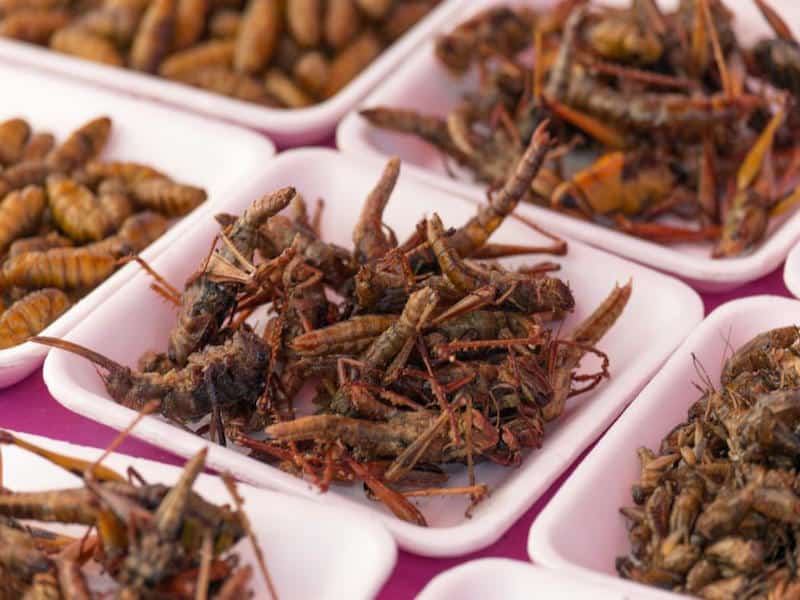 entocurean's tweet photo. Crispy beetles, red ant pudding: Canada is being subjected to culinary assault - TFIGlobal https://t.co/Mksz0zDce5 https://t.co/iDHP2UheIU
