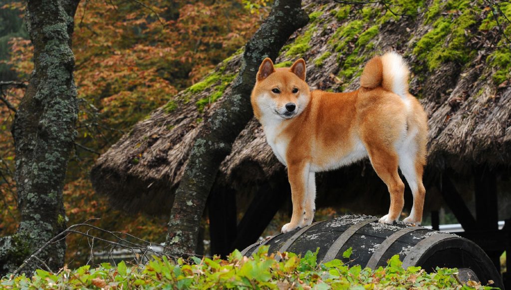 mswdrfy1's tweet photo. I like dogs, only Shiba😋😋😋😋🫣🫣🫣😃😃 https://t.co/jJ4lqz42Cr