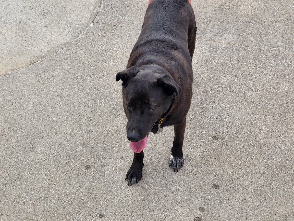 lbillberg's tweet photo. @roseisrosejones Harvey says my DNA has 17 different breeds and I am a Rez Rescue.  You be you puppy don't let the haters bother you." Nothing is better than a rescue's love. https://t.co/LwsjHt9vro