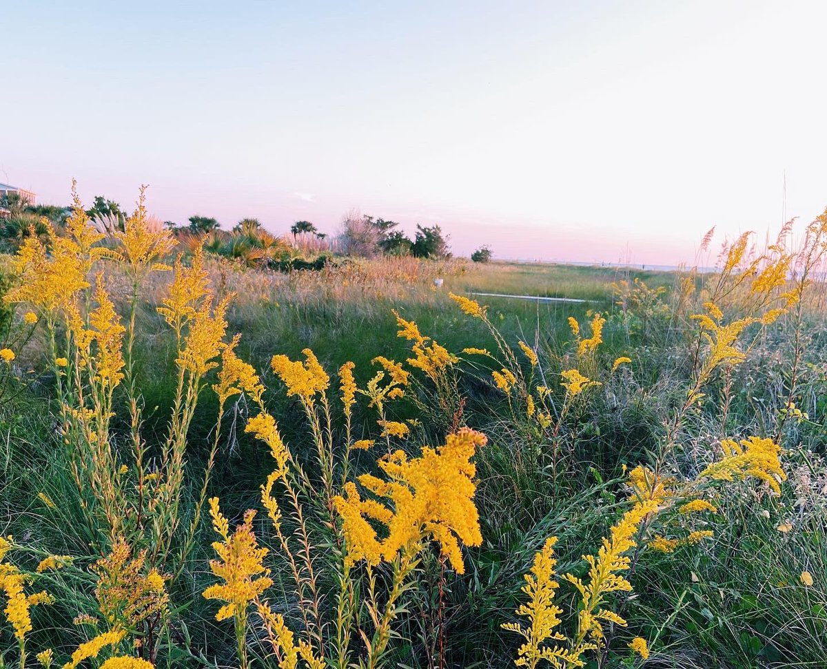 Hi Twitter pals a big update! Today I moved to the SC lowcountry &amp; I start teaching 6th grade social studies <a href="/BaptistHillMHS/">Baptist Hill</a> on Wednesday! Excited to get in the classroom✨🍎