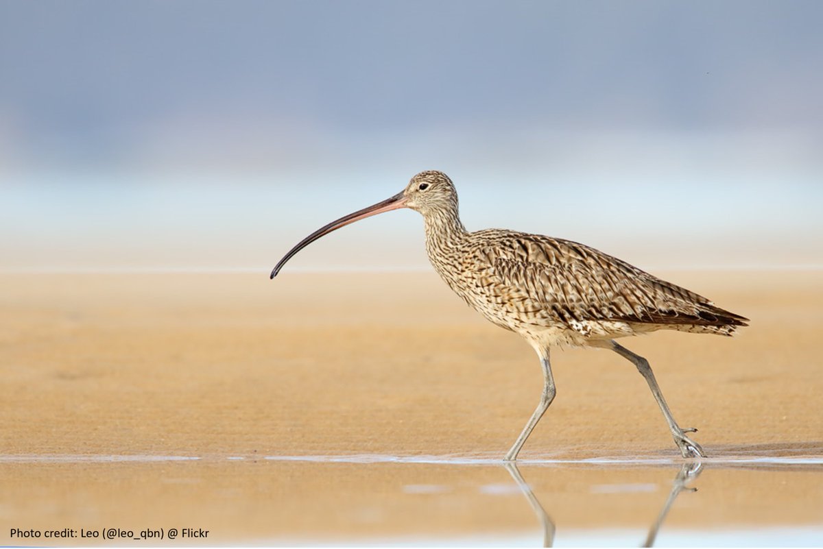 Adaptation to warm #climate best explains geographic patterns in #shorebird size and shape. Excited to share our new paper @NatureComms: doi.org/10.1038/s41467… #BergmannsRule #AllensRule #Evolution @DeakinCIE
