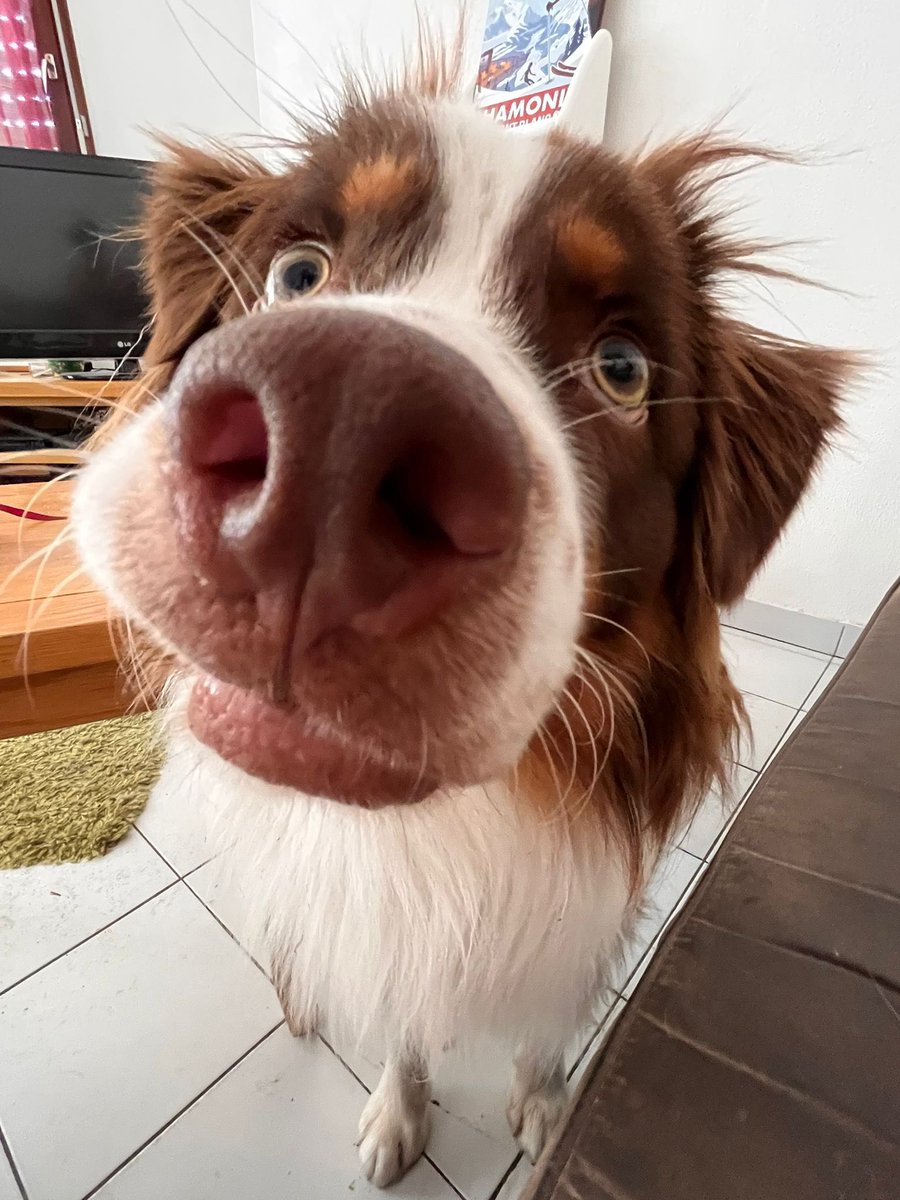 alychalloner's tweet image. Good night. Love you all. And check out this cutie hooter!