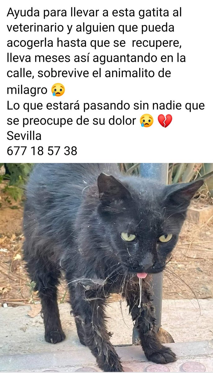 SilviaMylo's tweet photo. No le ha salido nada, ni una acogida x Sevilla o cerca, la llevarán al veterinario pero no tienen adonde llevarla, volverá a la calle enferma 💔
Si hubiera sido de raza o blanca despertaría más ternura 😿
Siempre es así, que no diga nadie que no para acallar la conciencia 😢
🆘📢 https://t.co/4AdqENREtE