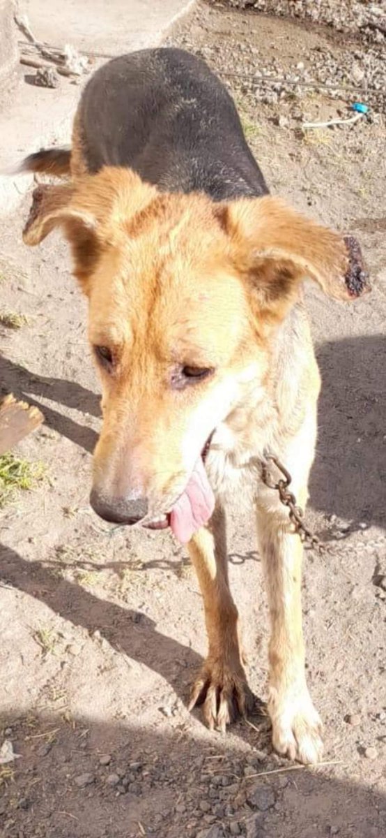 TIENE LAS OREJAS QUEMADAS‼️ SE NECESITA HOGAR URGENTE, LE TIENEN ENCADENADO TODO EL DIA A PLENO SOL‼️🙏
Se necesita ayuda para salvarle la vida 😢
lleva mucho tiempo malviviendo 😢
El teléfono es la chica que está pidiendo ayuda para él 
En LEBRIJA (SEVILLA)
658220884