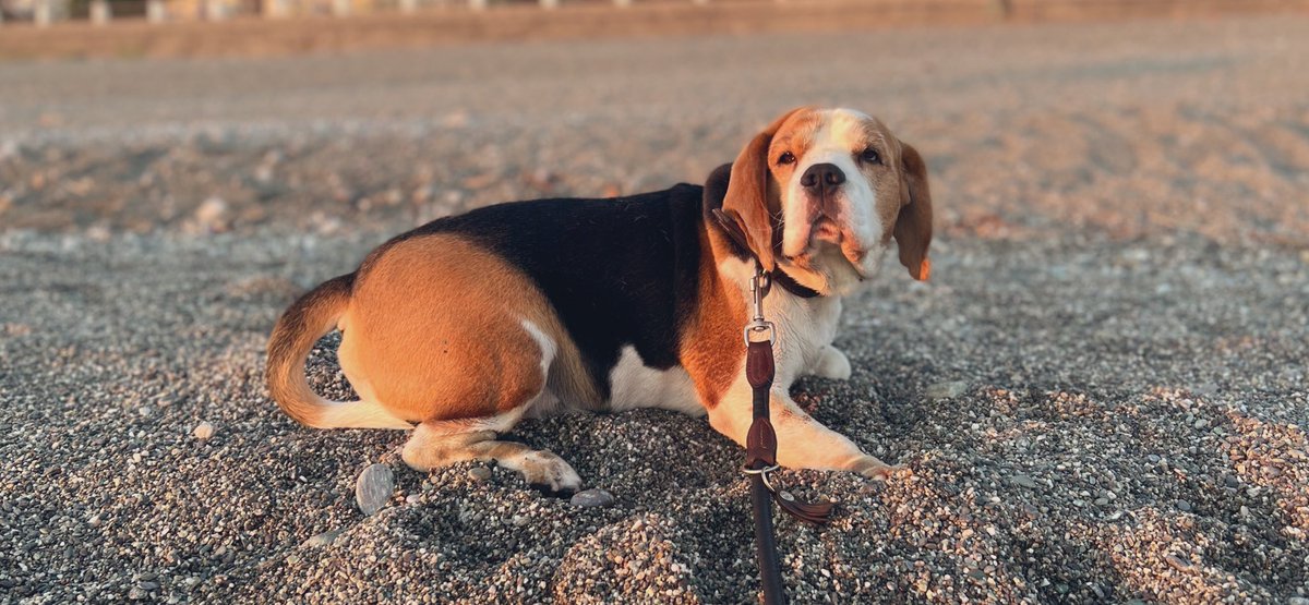 Essere al #mare con la tua #meraviglia <a href="/beagle/">beagle</a> <a href="/favolosi/">Sara Sottana</a> @amorepuro