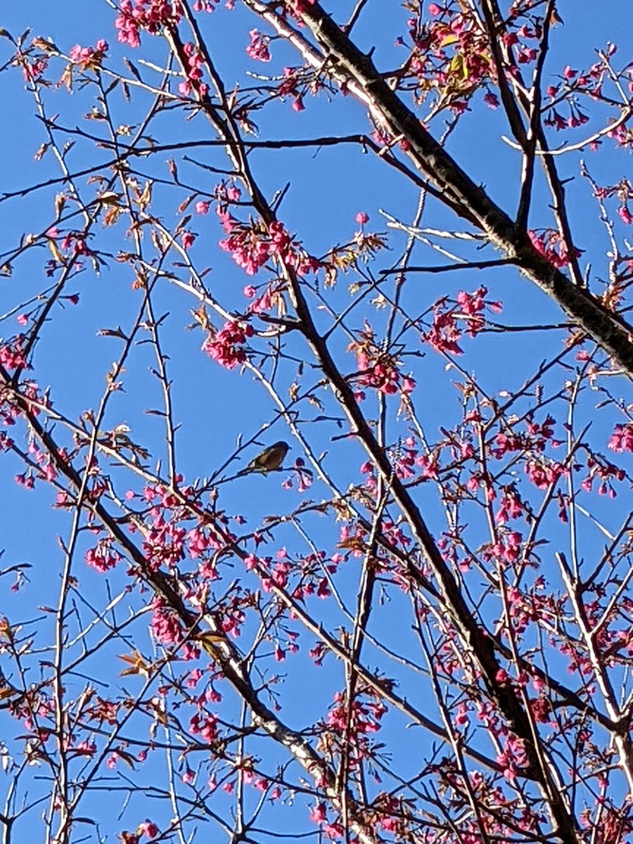 vykanton's tweet photo. Sometimes tiny birds are hard to see but you get so much joy when you find them🐤

#NZnatives #greentaranaki #urbanecology https://t.co/4muQMFm6Vw