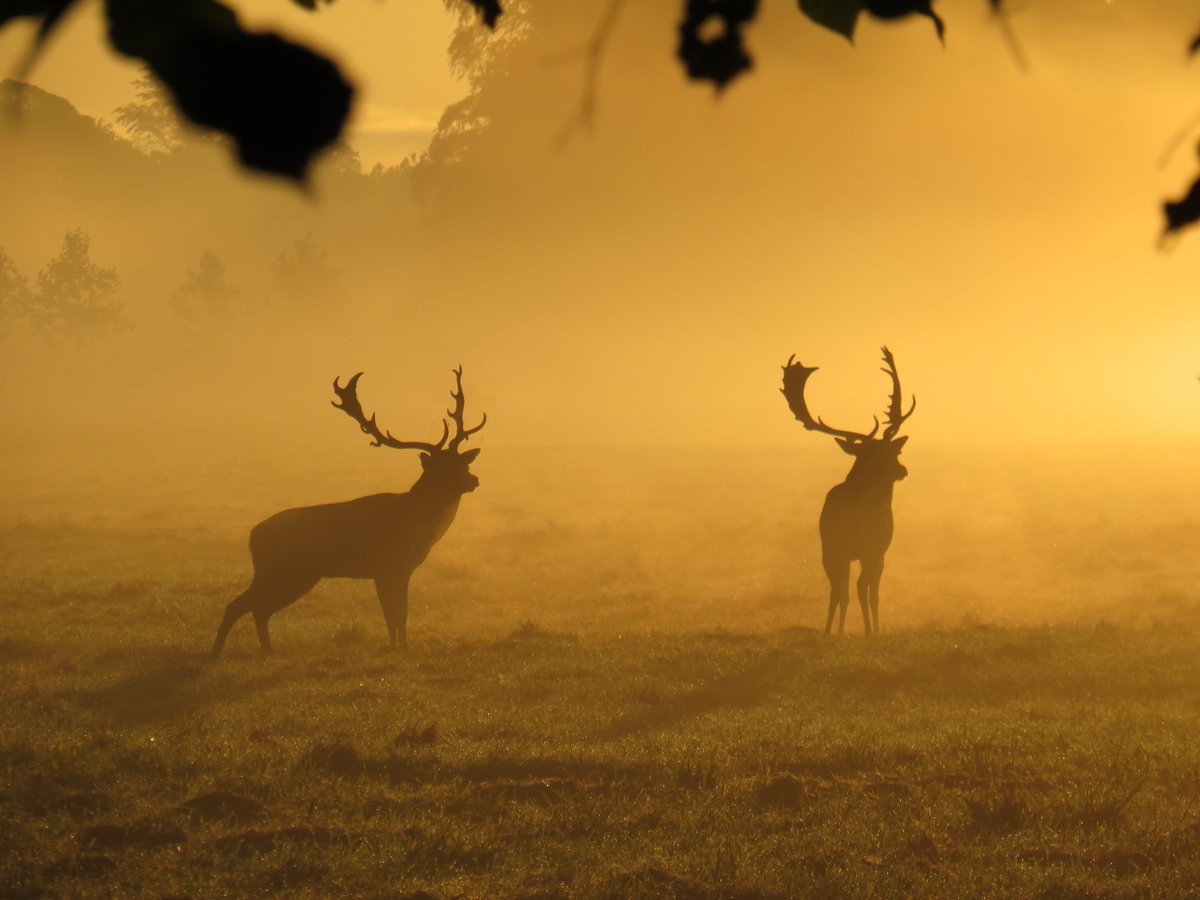 BritishEcolSoc's tweet photo. By feeding wildlife are we driving #ArtificialSelection for harrasment behaviour? π¦π₯ͺ
@lauraelgriffin & @Bio_Bawan from @UCD_Wildlife recorded changes in deers natural behaviour which could pose a serious risk to the well-being of humans & wildlife...
https://t.co/QUhhLbvfS8 https://t.co/eM3hGo0qqz