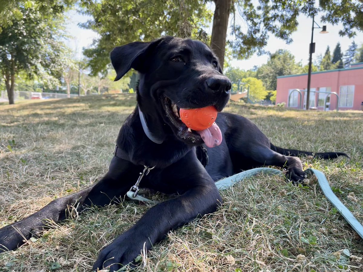 MaddsMurr's tweet photo. Good morning from this good boy https://t.co/ROslMQQPRP