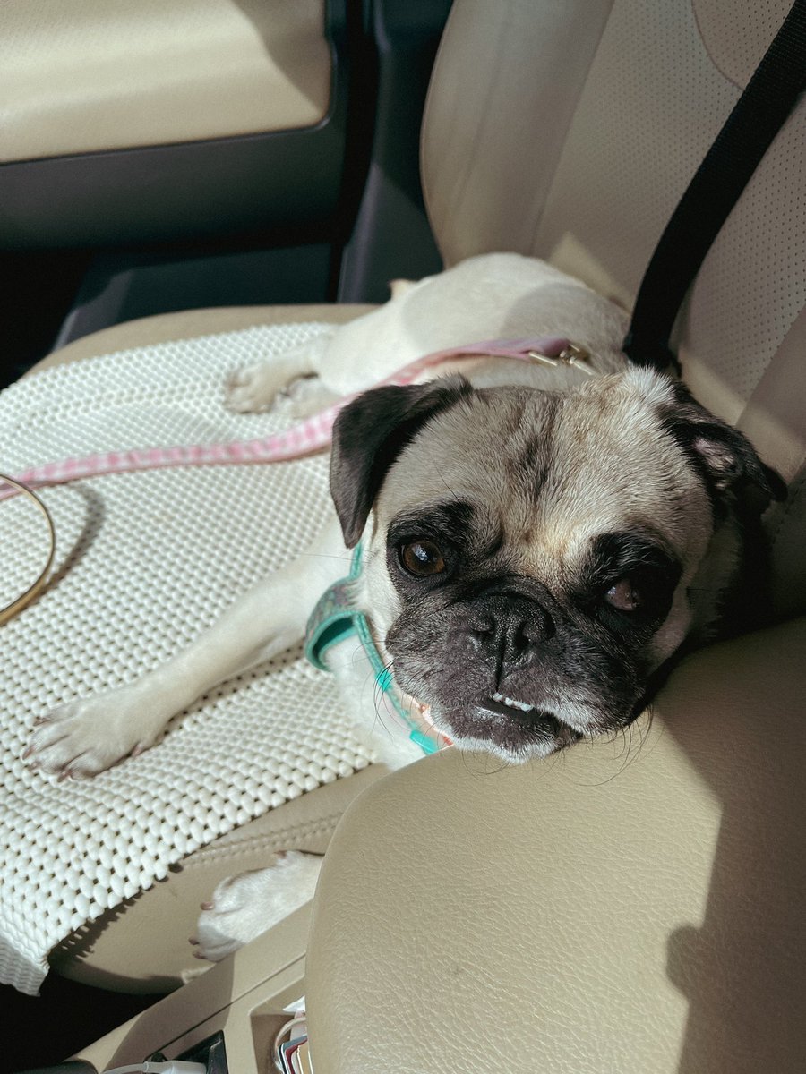 ItsMatchaThePug's tweet photo. Hope everyone is having a great weekend and soaking up all summer that’s left! ☀️ #SundayFunday #Summer #MatchaThePug https://t.co/n8Ej4XOgSZ