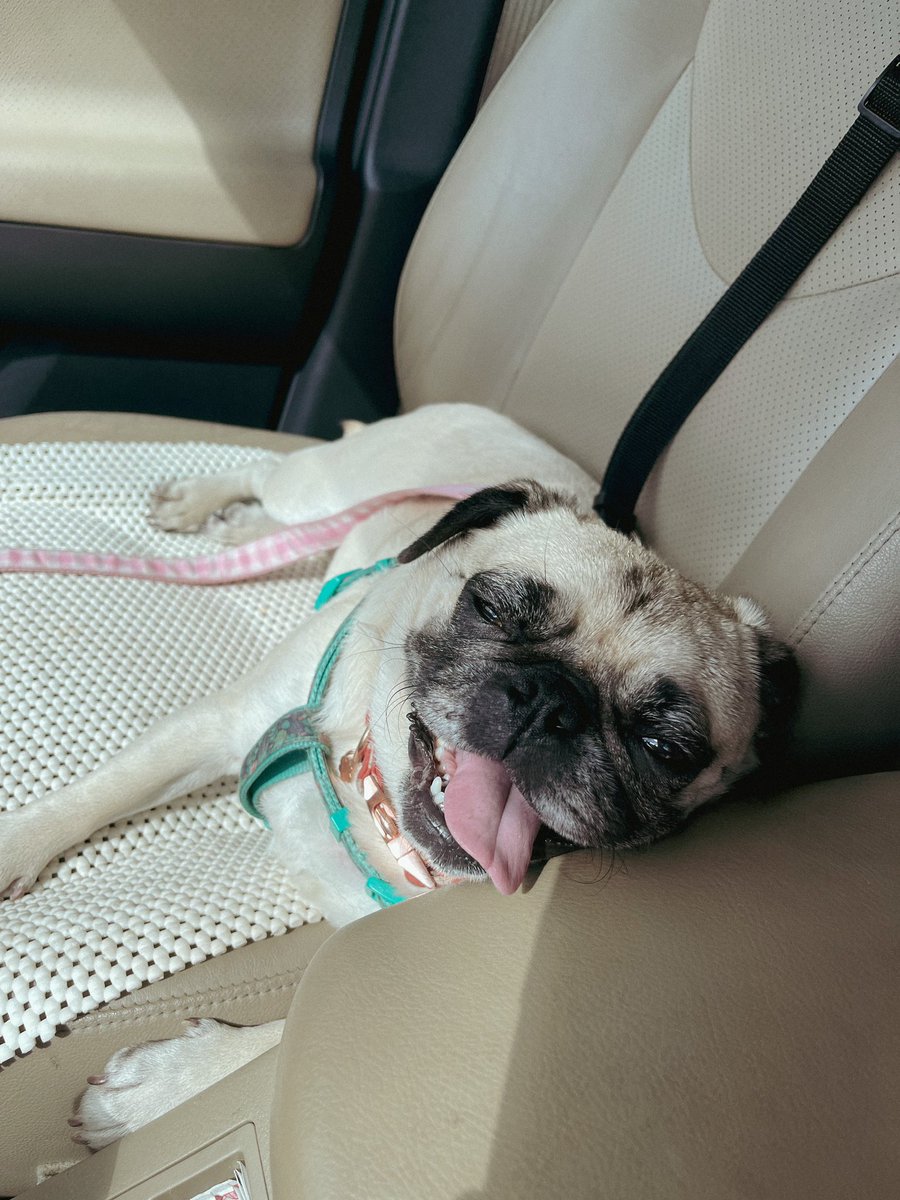ItsMatchaThePug's tweet photo. Hope everyone is having a great weekend and soaking up all summer that’s left! ☀️ #SundayFunday #Summer #MatchaThePug https://t.co/n8Ej4XOgSZ