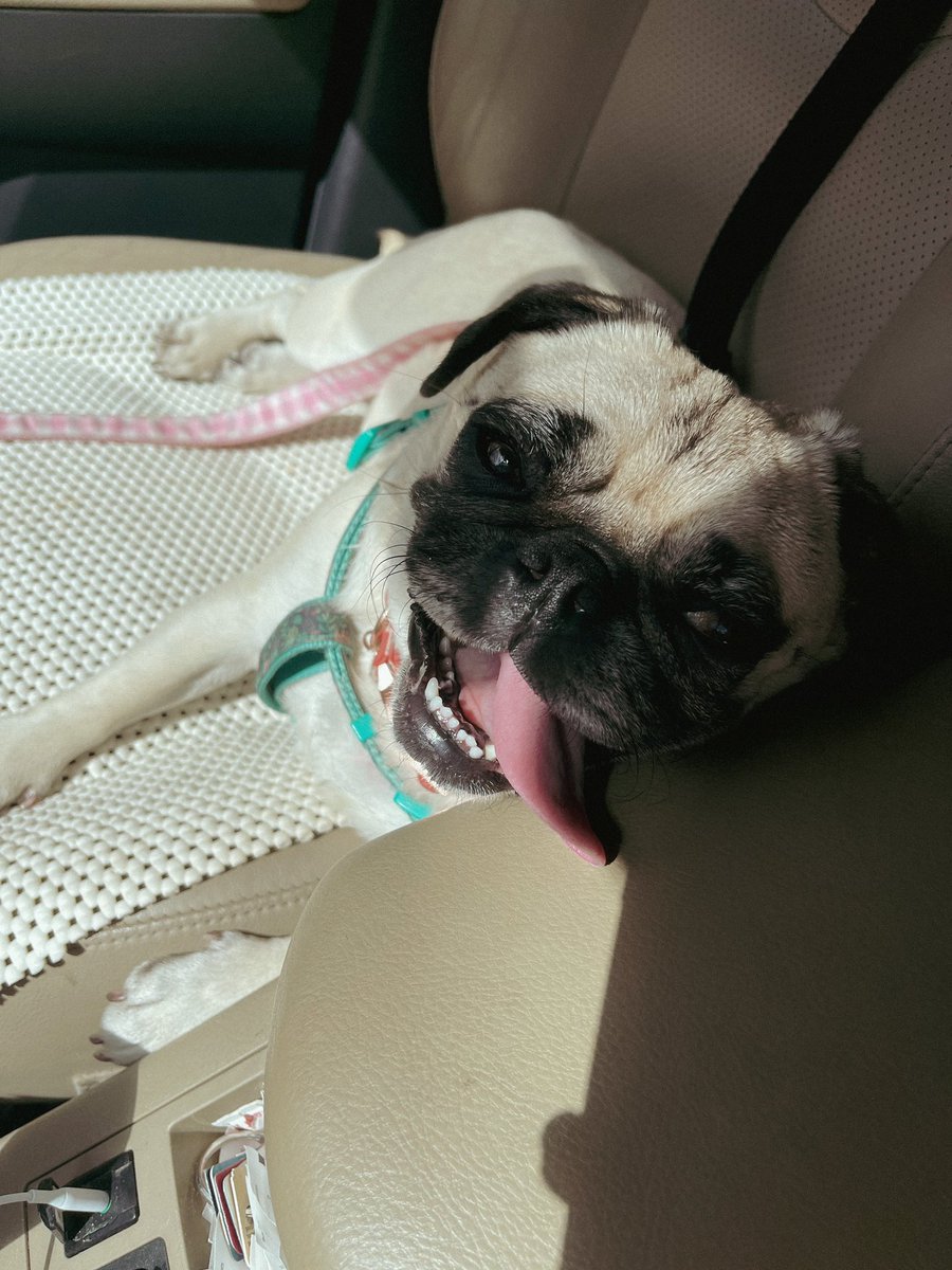 ItsMatchaThePug's tweet photo. Hope everyone is having a great weekend and soaking up all summer that’s left! ☀️ #SundayFunday #Summer #MatchaThePug https://t.co/n8Ej4XOgSZ