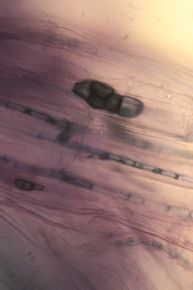 Excited to attend #ESA2022  and meet cool researchers. If you are interested in the community assembly of root fungal endophytes, come check my talk on Monday at 3:30PM (COS 28 - section)