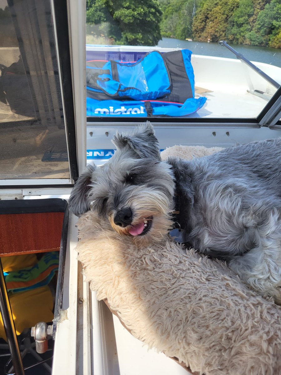colonel_oscar's tweet photo. Hi pals! Gess wot?! I found some rubbish from sun dum hoopeeps bbq. I nommed da snossages pack clingfilm an all, b4 dad could get toooawooo mees! #pawrents are worried I feels fine though… #SchnauzerGang #DogsOnTour #DogsOfTwitter #PickUpYourLitter https://t.co/FaIhhuuvLd
