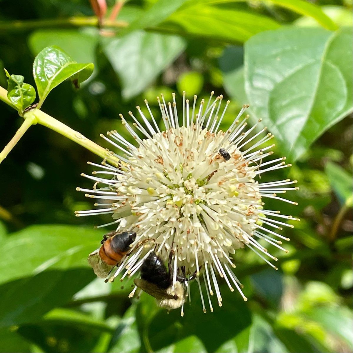 tracy_woods_'s tweet photo. June 26 I’m my garden: Buttonbush - Cephalanthus Occidenta - Fiber Optics™ and visitors. Great Spangled Fritillary, Silver Spotted Skipper #butterflies #buttonbush #gardens #flowers #wildflowers #nature #shrubs #cephalanthusoccidentalis #fiberoptic https://t.co/d0U2ocVMsn