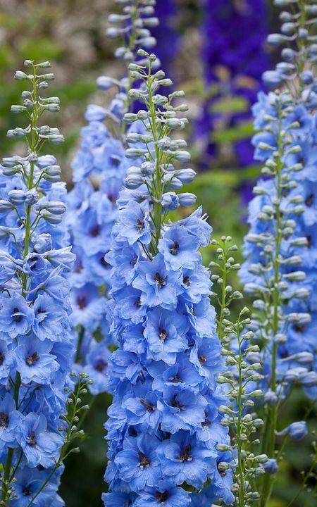 BloomableShop's tweet image. Do you now the name of this flower? 

#bloomable #supportlocal