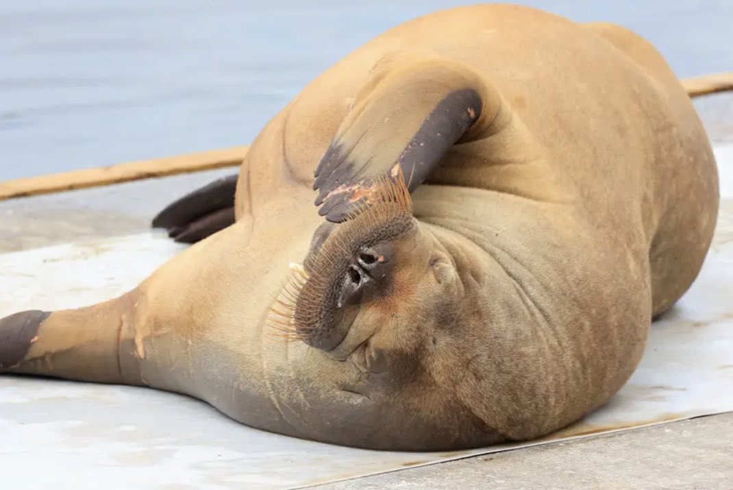 ChrisGPackham's tweet image. I’ve just heard . The Norwegians have killed ‘Freya’ the walrus . What is wrong with this world right now ? Savages . I’m so depressed . We do everything we can to highlight the plight of the natural world and this . . . Savages . No better here - fox hunting , Geronimo . . .