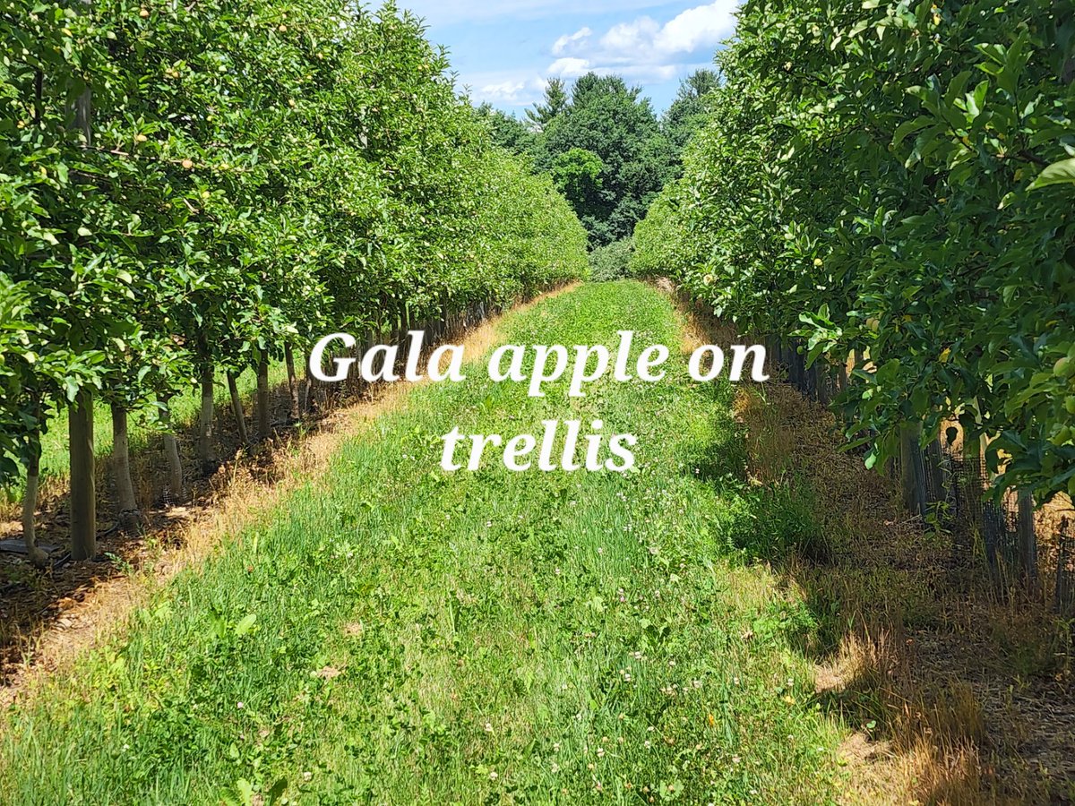 HarlowShapley's tweet photo. (revised text)

@HarlowShapley and his family practiced land #conservation for decades at a nine-acre plot next to the Oak Ridge Observatory, created by Shapley in 1933, just outside of Boston. The plot's apples are used to make Shapley's Gala Hard Cider.

https://t.co/4bLMmBvuGd https://t.co/RFwGqQXWji