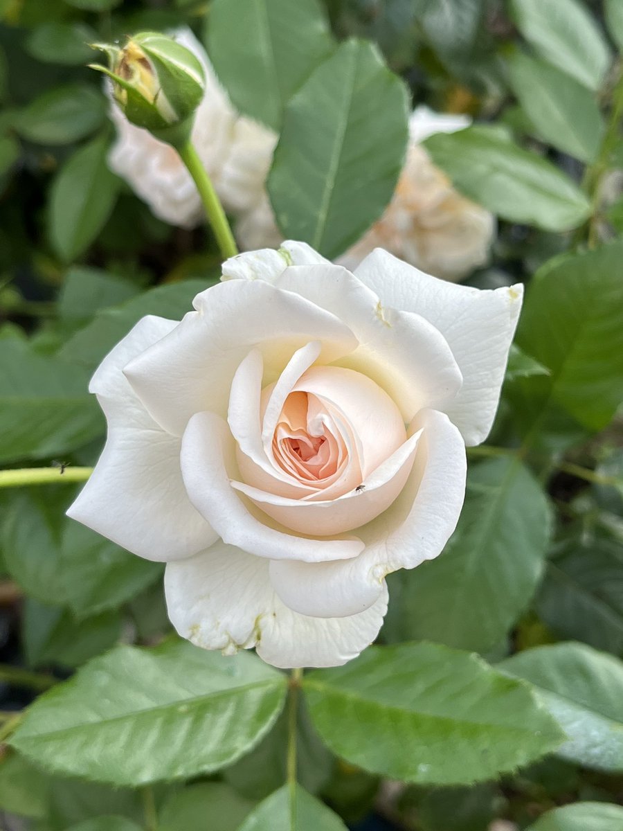 papaver's tweet photo. Today’s favourite rose - Timeless Cream - I just love this rose #roses #mygarden #containergardening #creamrose #GardeningTwitter https://t.co/7HqW5GKjNZ