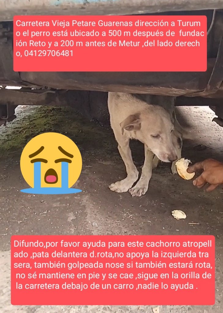 ELIZABETHDOSSA4's tweet photo. 🚨🆘🚨🆘🚨🆘🚨Difundo,por favor ayuda ,cachorro atropellado,pata delantera rota y pata trasera no la apoya nose si está rota también,nadie lo ayuda,sigue en la orilla de la carretera , se moja , no puede desplazarse , se cae🆘🆘🆘🆘 https://t.co/31jTlvhxzV