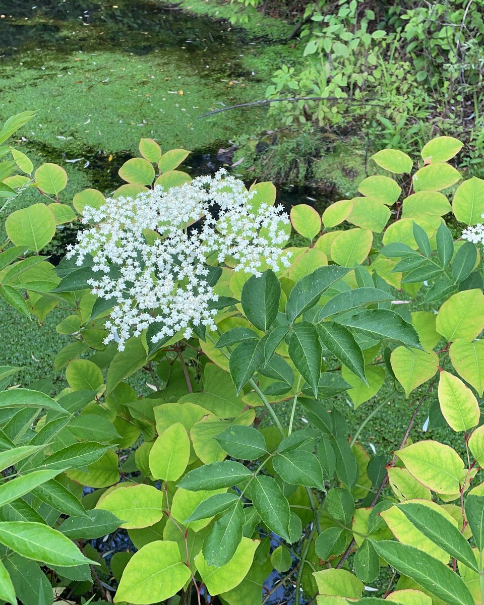 Have you seen these plants lately? 🤔🌿 Flowers are incredibly helpful for plant ID, &amp; these species are blooming right now! 

• Cardinal flower (Lobelia cardinalis)
• Sweet pepperbush (Clethra alnifolia)
• Pickerelweed (Pontederia cordata)
• Black elderberry (Sambucus nigra)