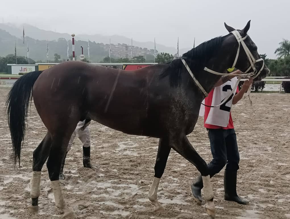 OficialINH's tweet photo. Fotos 📸 | En la 3era. carrera de la R33 obtuvo la victoria "Velocity" (2), con la monta de A. Montes y entrenamiento de G. Márquez 🥇🏇. 

👉 En el segundo lugar arribó "Papa Aniello" (8). 

#Hipismo 🏇 https://t.co/nLxGdugG47
