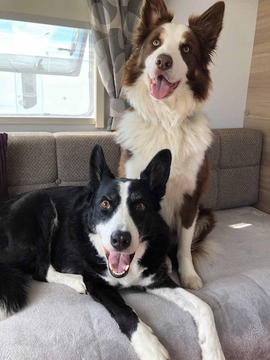 Elainecarty43's tweet photo. My two beautiful boys 😍😍 #bordercollie #collie #dog #dogsoftwitter #bordercolliesoftwitter https://t.co/fGsw0Fuj2U