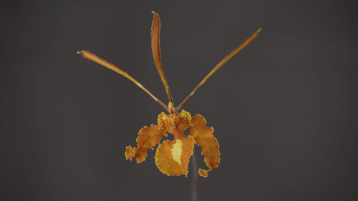 PetalSepalSpine's tweet photo. Years later... our Psychopsis!
https://t.co/L3OOnzam2P
#psychopsis #orchid #orchids #orchidflowers #flowers #blooms #plants #houseplants #orchidcollection https://t.co/NHR996bKxf